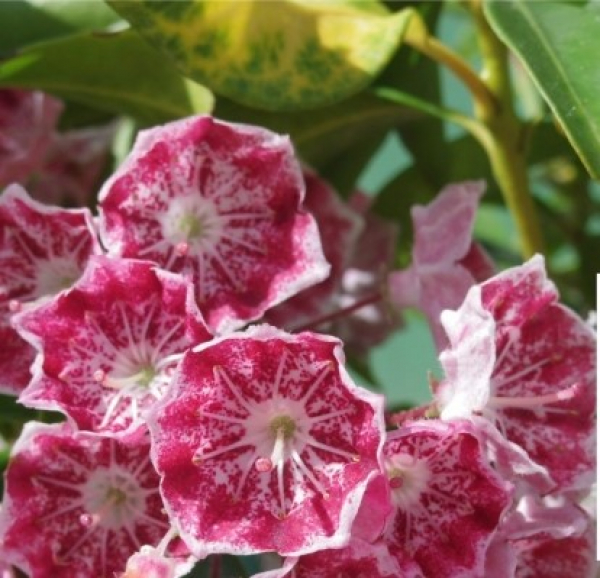 Kalmia latifolia Pinwheel