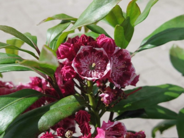 Kalmia latifolia Yankee Doodle - Berglorbeer Yankee Doodle - Lorbeerrose - überrascht bereits im Mai mit wundervollen weiß-dunkelrosafarbenen Blütendolden.
