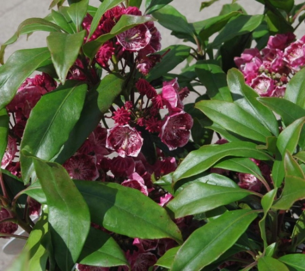 Kalmia latifolia Yankee Doodle - Berglorbeer Yankee Doodle - Lorbeerrose - ist ein breitbuschiger, immergrüner, kleiner Strauch mit einer besonders guten Winterhärte.