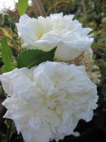 Kletterrose Alberic Barbier® - Rosa Alberic Barbier® - weiß - Ramblerrose - wächst aufrecht und buschig. Sie kann eine Höhe von bis zu 7 m erreichen.