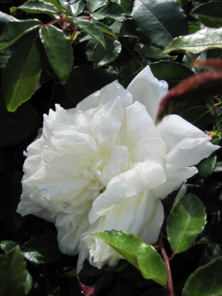 Kletterrose Alberic Barbier® - Rosa Alberic Barbier® - weiß - Ramblerrose - bevorzugt geschützte und sonnige Standorte.