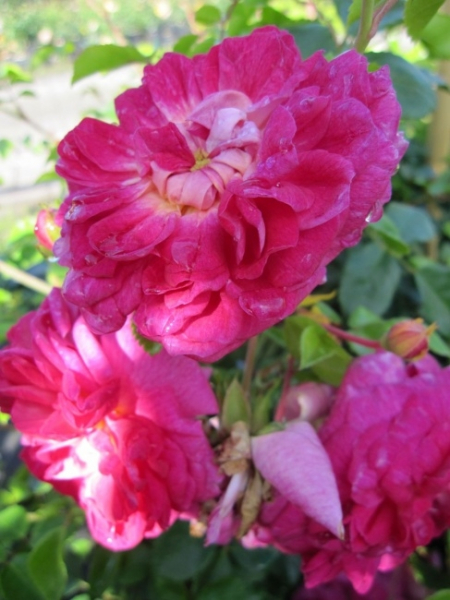 Kletterrose Alexandre Girault® - Rosa Alexandre Girault® - dunkelrosa - Duft+ - zeigt sich mit gefüllten, dunkelrosa, stark fruchtigen Blüten.