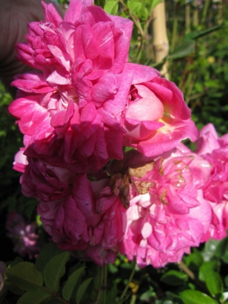 Kletterrose Alexandre Girault® - Rosa Alexandre Girault® - dunkelrosa - Duft+ - bevorzugt geschützte und sonnige Standorte. Die Winterhärte ist besonders gut.