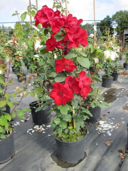 Die besonders winterharte Kletterrose Altissimo® - Rosa Altissimo® - blutrot - Delbard-Rose - hat einen aufrechten, dichten Wuchs. Sie benötigt eine Kletterhilfe.
