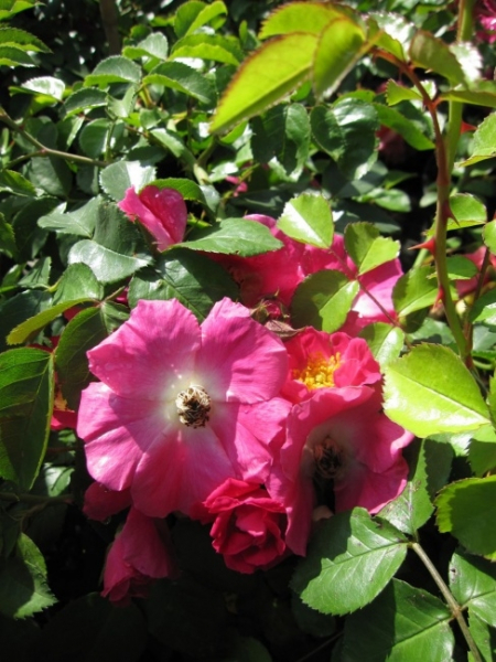 Die sehr reichblühende Kletterrose American Pillar® - Rosa American Pillar® - rosa-weiß - Ramblerrose - hat einen buschigen und aufrechten Wuchs.