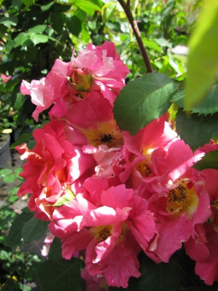 Kletterrose Bajazzo 2