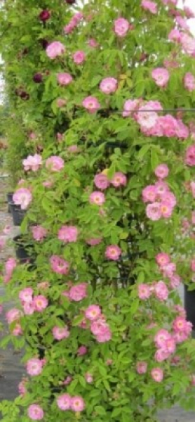 Kletterrose Blush Rambler® - Rosa Blush Rambler® - hellrosa - Duft+ - Ramblerrose - Großpflanze - mehrjährige Solitärrose - wächst schön buschig, dicht und aufrecht.