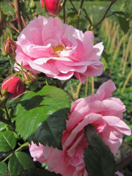 Kletterrose Camelot