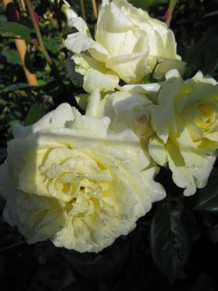 Kletterrose Elfe 5