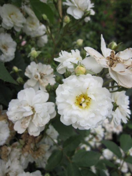 Kletterrose Guirlande d'Amour 1