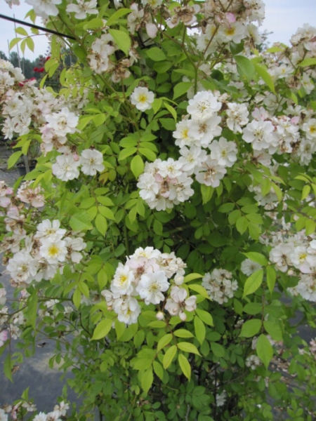 Kletterrose Guirlande d'Amour 2