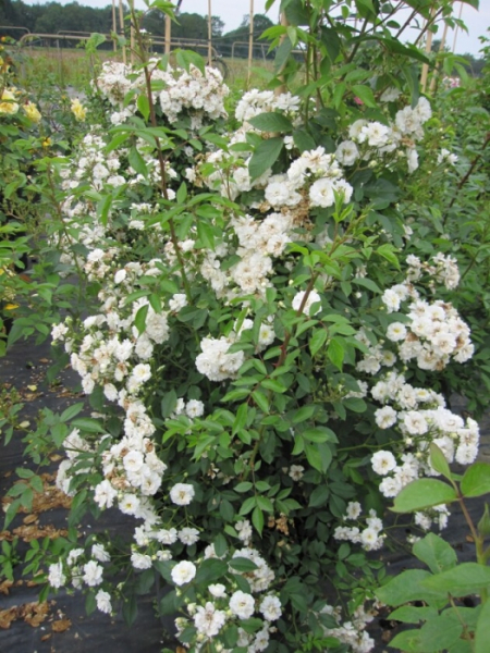 Die Blüten der Kletterrose Guirlande d'Amour® - Rosa Guirlande d'Amour® - reinweiß - können standortabhängig einen moschusähnlichen Duft entwickeln.