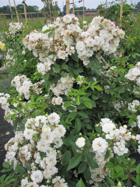 Kletterrose Guirlande d'Amour® - Rosa Guirlande d'Amour® - reinweiß - bevorzugt sonnige bis halbschattige Standort.