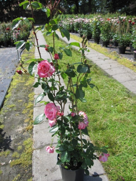 Kletterrose Harlekin