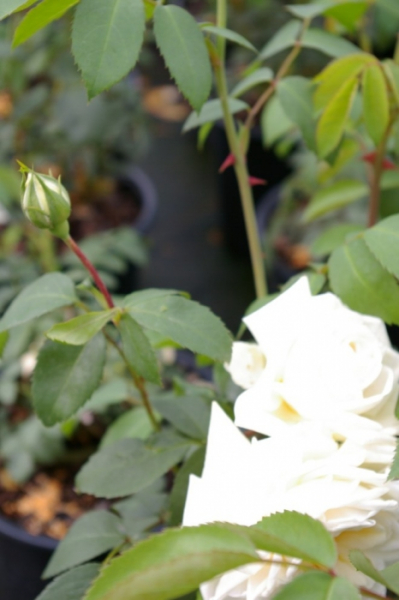 Kletterrose Ilse Krohn Superior® - Rosa Ilse Krohn - Superior® - cremeweiß - Duft+ - Kordes-Rose - benötigt einen humosen, gut durchlässigen Gartenboden.