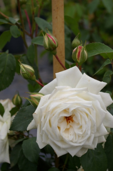 Kletterrose Ilse Krohn Superior® - Rosa Ilse Krohn - Superior® - cremeweiß - Duft+ - Kordes-Rose - blüht von ca. Juni bis September.