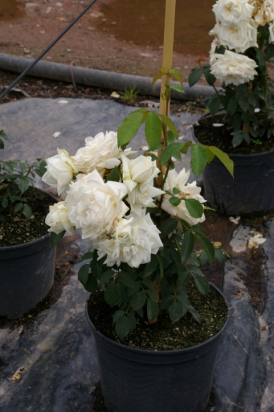 Kletterrose Ilse Krohn Superior® - Rosa Ilse Krohn - Superior® - cremeweiß - Duft+ - Kordes-Rose - besitzt eine gute Frosthärte.