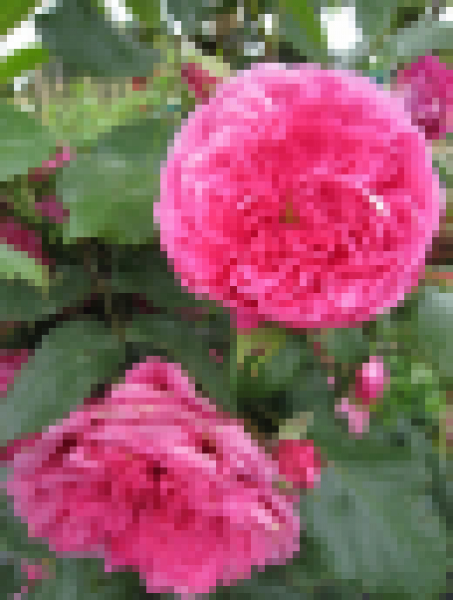 Kletterrose Laguna® - Rosa Laguna® - pink - Duft+++ - Kordes-Rose zeigt ca. 10 cm große, Blüten, die stark gefüllt sind und intensiv duften.