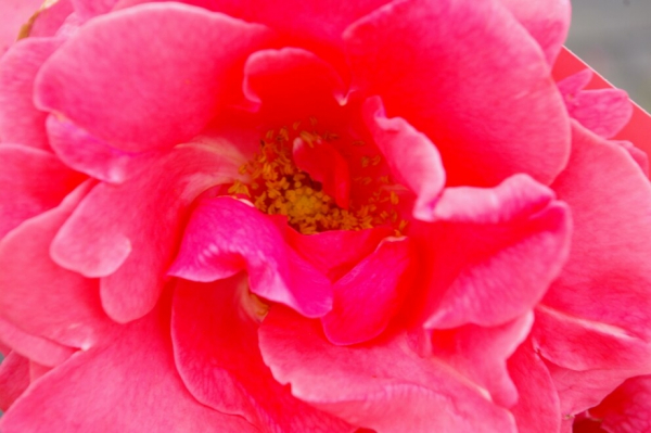 Die wetterbeständige und besonders frostharte Kletterrose Lawinia® - Rosa Lawinia® - reinrosa - Duft+++ - Tantau-Rose - überzeugt mit zahlreichen, intensiven, reinrosa-farbenen Blüten.