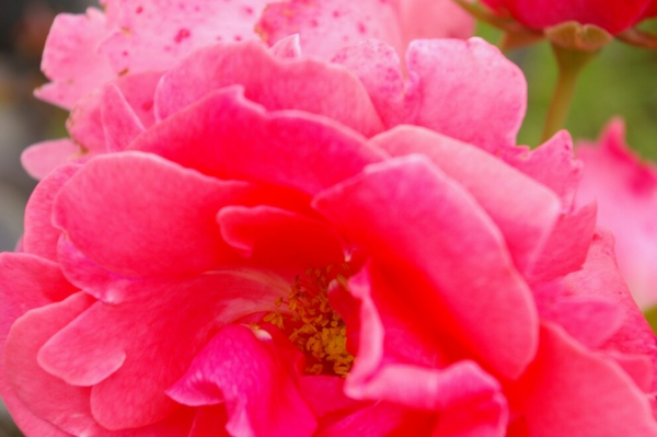 Kletterrose Lawinia® - Rosa Lawinia® - reinrosa - Duft+++ - Tantau-Rose - besitzt eine besonders gute Frosthärte.
