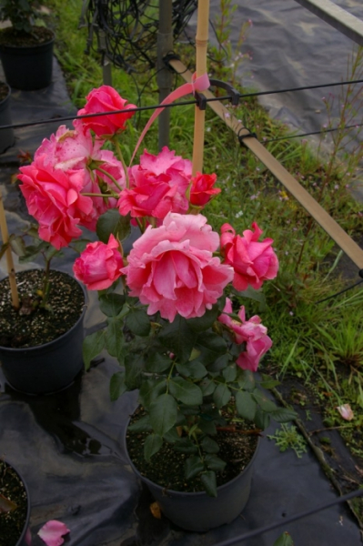 Kletterrose Lawinia® - Rosa Lawinia® - reinrosa - Duft+++ - Tantau-Rose - benötigt eine Kletterhilfe.
