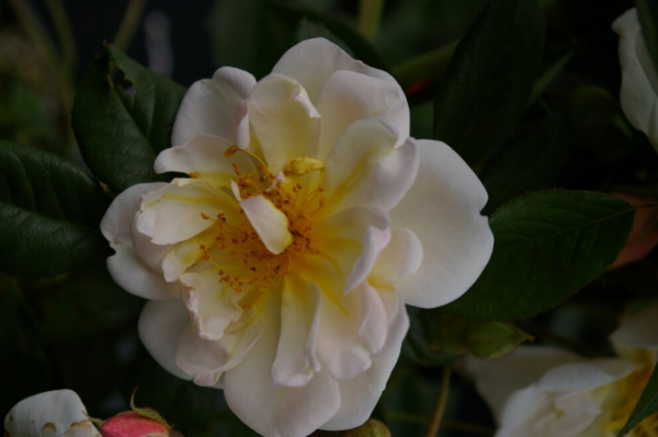 Kletterrose Madame Alfred Carriere 1