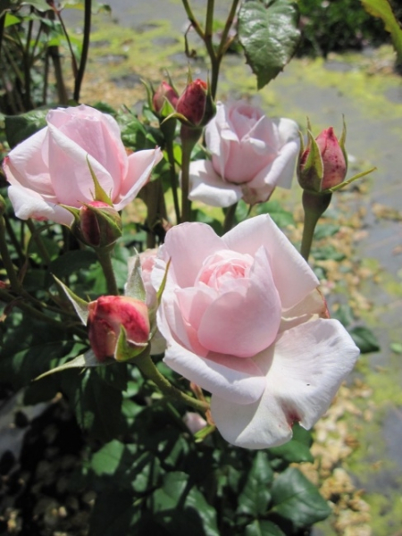Kletterrose Papi Delbard® - Rose Papi Delbard® - apricot-gelb - Duft+++ - Delbard-Rose - hat einen winterharten, buschigen, kletternden Wuchs. Die Rose bevorzugt geschützte, sonnige Standorte.