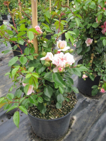 Die besonders winterharte Kletterrose Paul Transon® - Rosa Paul Transon® - lachsrosa - Duft+ -Ramblerrose - benötigt einen windgeschützten, sonnigen Standort. Die Frosthärte ist besonders gut.