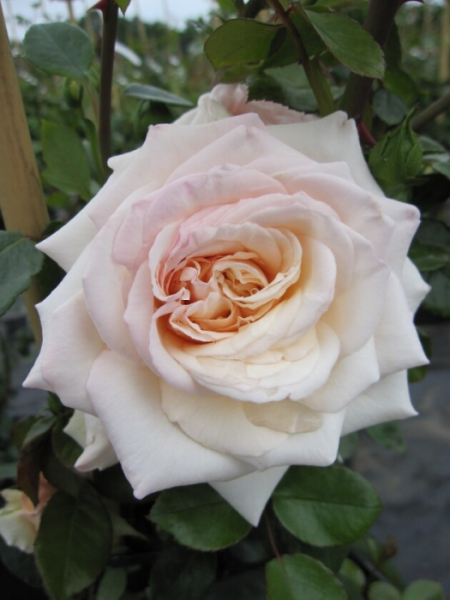 Kletterrose Penny Lane® - Rosa Penny Lane® - honig-champagner - Duft+ - Harkness-Rose - bekommt von Juni bis September honig-champagnerfarbene, gefüllte Blüten, die einen leichten Duft besitzen.