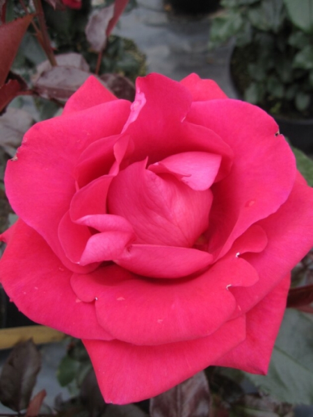 Kletterrose Red Flame® - Rosa Red Flame® - rot - Duft+++ - NIRP-Rose - ist durch den tollen Himbeerduft mit Nuancen von Meer und Seeluft eine wunderschöne leuchtende rotblühende Rose.