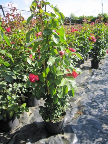 Kletterrose Antike 89® syn. Kordalen® - Rosa Antike 89® syn. Kordalen® - cremeweiß-karmesinrot - Duft+ - Kordes-Rose - entwickelt an sonnigen Standorten einen sehr leichten Duft. Der Wuchs ist kräftig, aufrecht und winterhart.