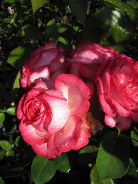 Kletterrose Antike 89® syn. Kordalen® - Rosa Antike 89® syn. Kordalen® - cremeweiß-karmesinrot - Duft+ - Kordes-Rose - bevorzugt sonnige Standorte, wächst jedoch auch an halbschattigen Orten noch gut.