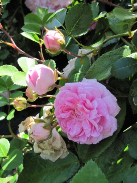 Kletterrose Dentelle de Malines® - Rosa Dentelle des Malines® - hellrosa-weiß - Duft+ - Austin-Rose - Ramblerrose - hat einen buschigen, aufrechten und besonders winterharten Wuchs.