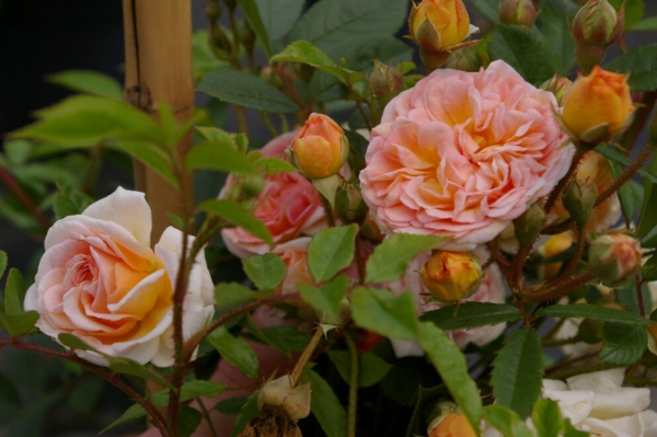 Kletterrose Ghislaine de Feligonde