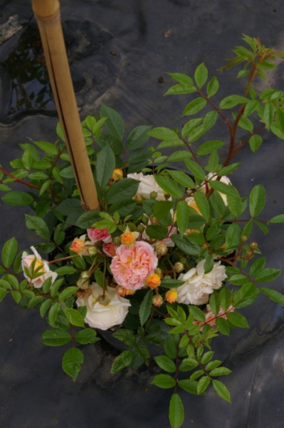Kletterrose Ghislaine de Feligonde