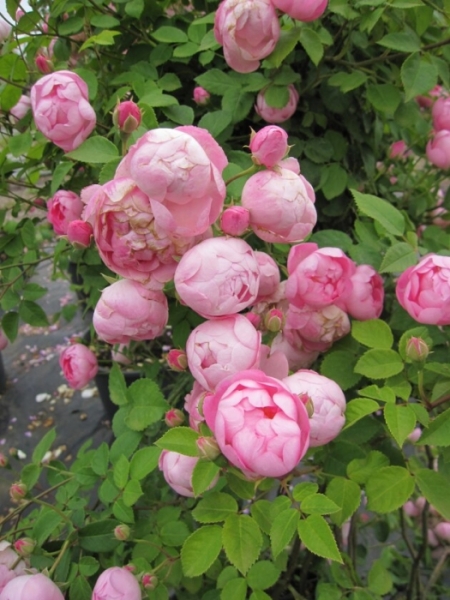 Kletterrose Raubritter® XXL - Rosa Raubritter® - Duft+ - Kordes-Rose - Ramblerrose - Großpflanze - mehrjährige Solitärrose bekommt als einmal blühene Sorte halbgefüllte, ballförmige, purpurrosafarbene Blüten mit einem sehr leichten Duft.