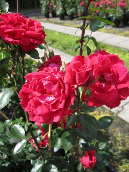 Kletterrose Red New Dawn