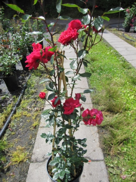 Kletterrose Red New Dawn