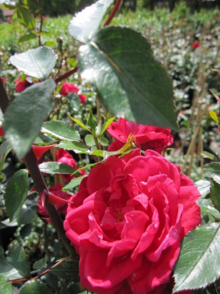 Kletterrose Red New Dawn