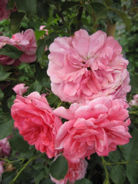 Kletterrose Rosarium Uetersen® - Rosa Rosarium Uetersen® - tiefrosa-silbrigrosa - Duft+ - Kordes-Rose - blüht anfangs tiefrosa. Später verfärben sich die stark gefüllten, leicht duftenden Blüten silbrig-rosa.