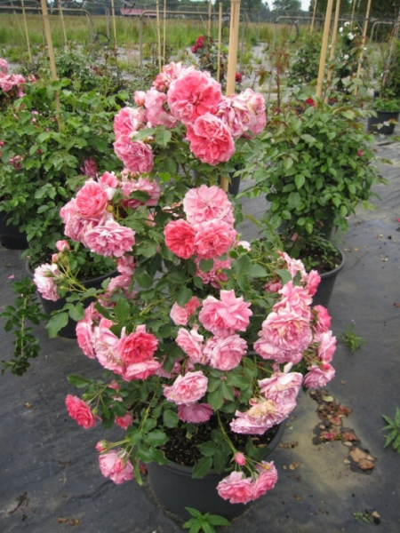 Kletterrose Rosarium Uetersen® - Rosa Rosarium - tiefrosa-silbrigrosa - Kordes-Rose