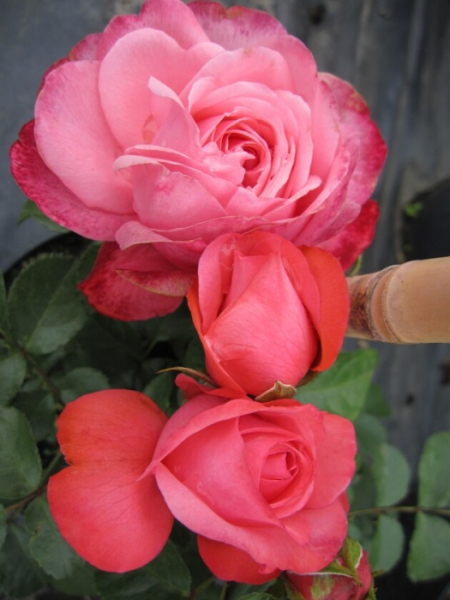 Kletterrose Rosanna
