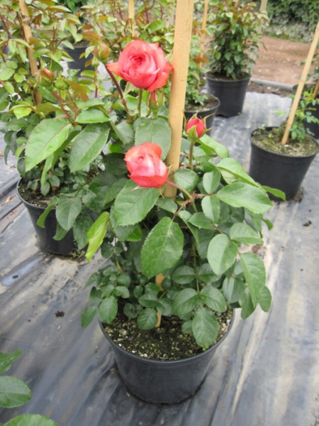 Kletterrose Rosanna