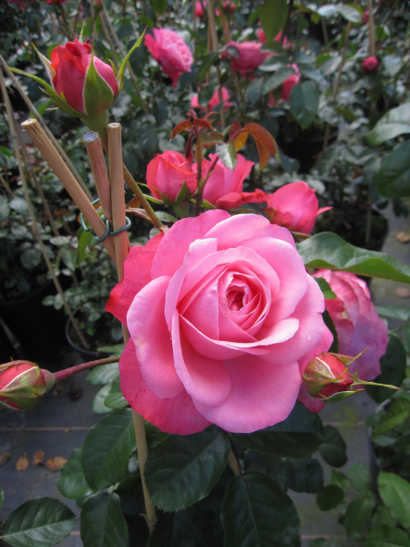 Kletterrose Rosanna