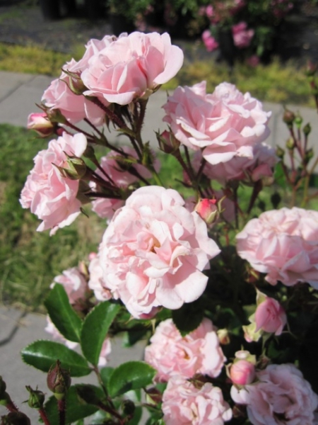 Kletterrose Rosenholm® - Rosa Rosenholm® - zartrosa - Duft++ - Poulsen-Rose - wächst als frostharte, buschige, aufrechte und kletternde Rose.