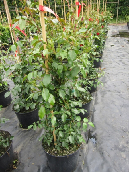 Die besonders winterharte Kletterrose Tradition 95® - Rosa Tradition 95® - blutrot - Duft+ - Kordes-Rose - wächst dicht und aufrecht. Sie bevorzugt einen windgeschützten, sonnigen Standort.