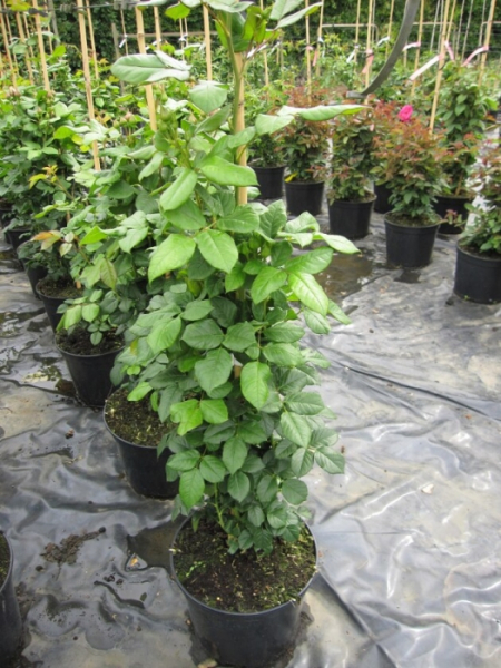 Uetersener Klosterrose