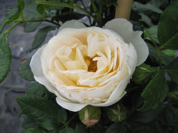 Uetersener Klosterrose