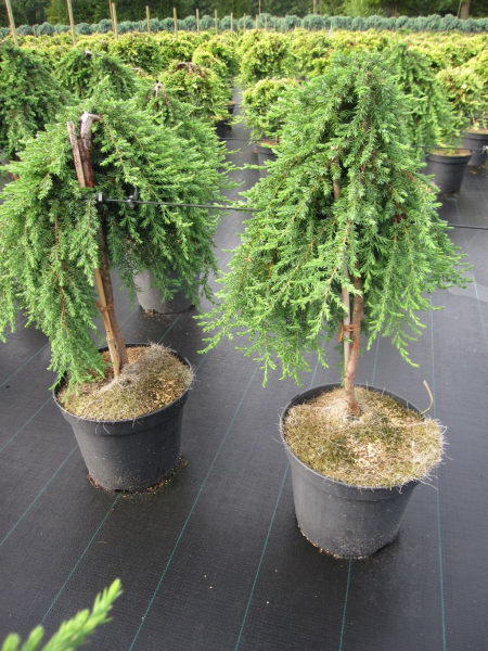 Juniperus communis Green Mantle