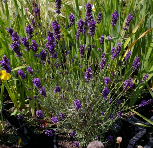 Lavandula angustifolia Hidcote Blue 1